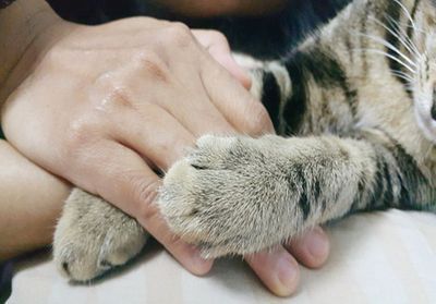« Ça va, c'est juste un chat » : le deuil incompris des animaux de compagnie