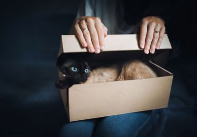 L’ailurophobie : tout savoir sur la peur panique des chats