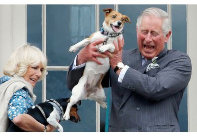 Charles III : deux nouveaux chiens à Buckingham Palace (et ce ne sont pas des corgis)