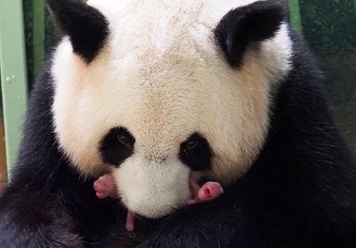 Instant mignon : les photos des bébés panda du Zoo de Beauval