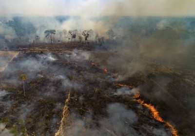 Amazonie en feu : plusieurs ONG interpellent la France sur son immobilisme