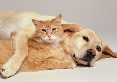 Animalerie : l'Assemblée vote la fin de la vente de chiens et de chats