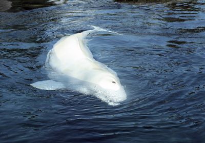 Après l'orque, un beluga vient d'être retrouvé dans la Seine