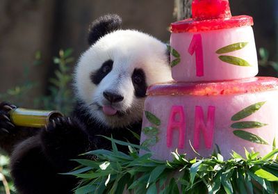 Beauval : les jumelles pandas fêtent leur un an devant leurs fans