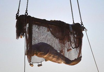 Béluga dans la Seine : le cétacé est mort lors de son transport vers Ouistreham