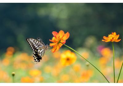 Biodiversité : vers une disparition progressive des papillons ?
