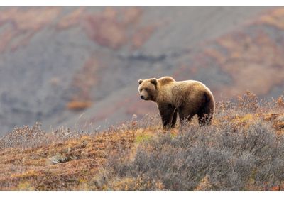 Bison, ours brun, wapiti... Les mammifères sauvages sont de retour en Europe