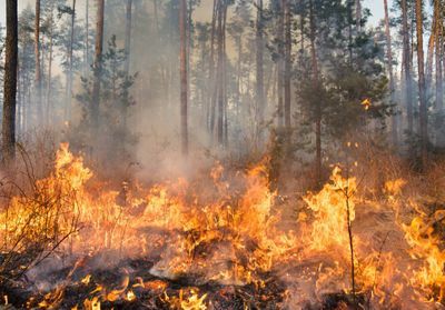 Changement climatique : les feux de forêt ont été multipliés par deux depuis 2001