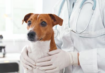 Coronavirus : des vétérinaires s'alarment des cas d'animaux nettoyés avec du gel hydroalcoolique