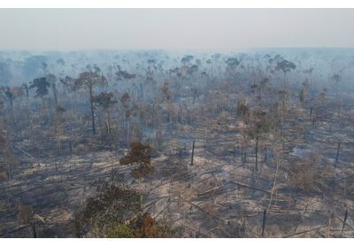 Déforestation/au Brésil/: l'Amazonie a perdu en moyenne 18 arbres par seconde en 2021