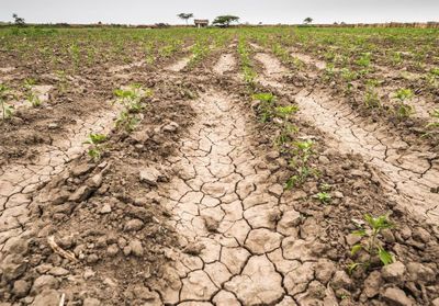 Famine : l'ONU débloque plus d'un milliard de dollars pour la Corne de l'Afrique