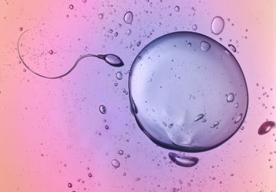 Fertilité : notre espèce pourrait disparaître dans moins de deux siècles