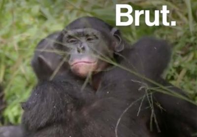 « L'homosexualité fait partie du comportement naturel des animaux »