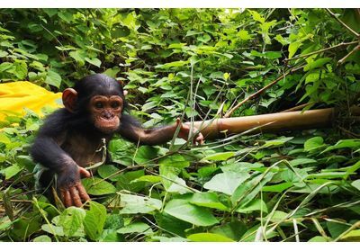 La Jane Goodall française a besoin de vous pour sauver les singes