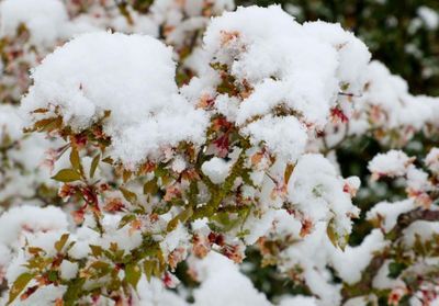 Neige le 1er avril : « Des coups de froid ne sont pas incohérents avec le réchauffement climatique »