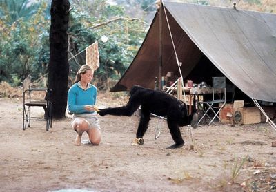 Pandémie : le message d'espoir de Jane Goodall, la spécialiste des chimpanzés