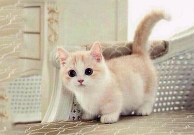 Phénomène : que cache notre addiction aux images de chatons ?