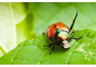 Qu'est-ce que le scarabée japonais qui pourrait ravager les cultures en France ?