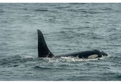 Qui a tué l'orque de la Seine ? Sea Shepherd propose 10.000 euros pour le savoir