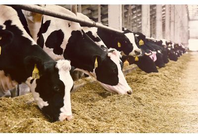 Surproduction, gaspillage, déforestation... Le rapport alarmant du WWF sur l'alimentation en Europe