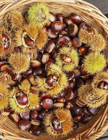 La châtaigne, saveur subtile de l’automne