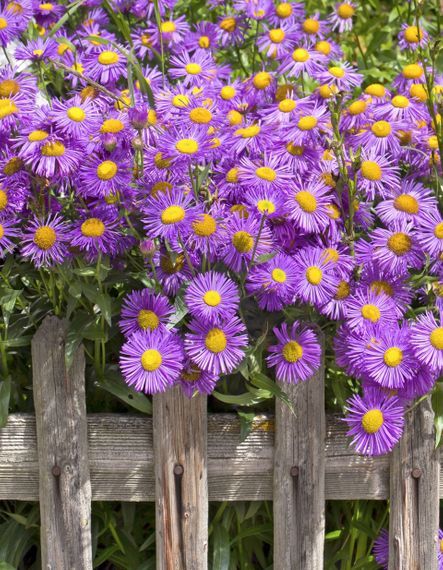 Les asters pour illuminer le jardin en automne