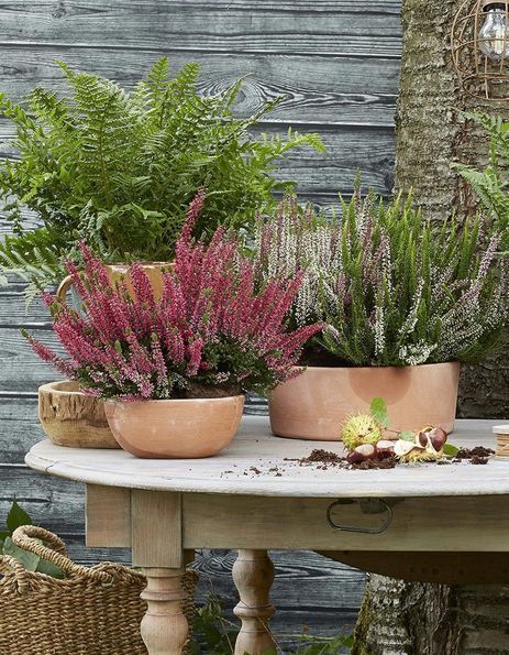 Quelles plantes choisir pour le jardin en automne ?