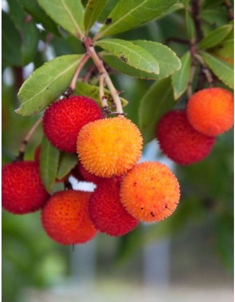 207 L’arbouse, petite gourmandise à cultiver et découvrir