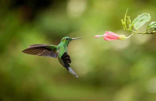 Le saviez-vous ? Le colibri est le seul oiseau à pouvoir voler en arrière ! 4