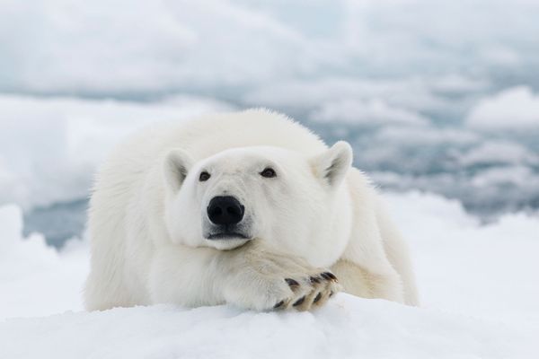 Le saviez-vous ? L'ours polaire a la peau toute noire sous sa fourrure blanche ! 5