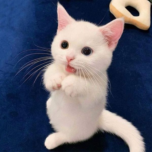 Phenomene Que Cache Notre Addiction Aux Images De Chatons Elle