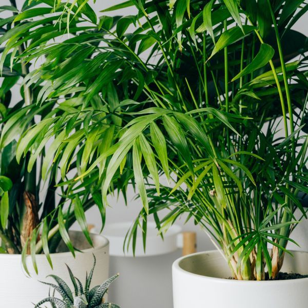 Quelle exposition choisir pour ma plante d'intrieur ? - Elle Dcoration