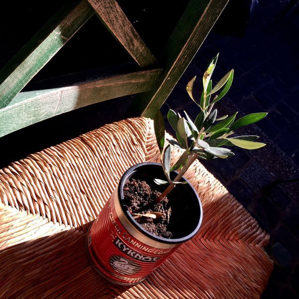Grand pot pour plante : 5 jolis pots XXL pour un jardin surprenant