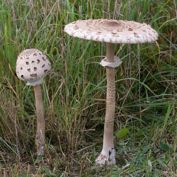Coulemelle_Chrumps---Wikimedia