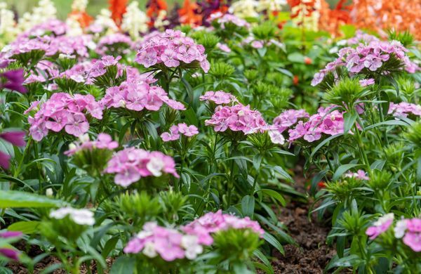 GettyImages-2242176045-Pakin Songmor-1248