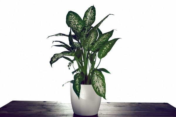 Les meilleures plantes pour rafraîchir son intérieur - Marie Claire
