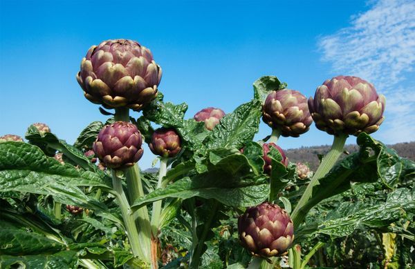 Comment avoir de beaux artichauts au potager ? - Elle Décoration