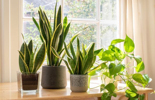 iStock-1268045137-Grumpy Cow Studios-1248