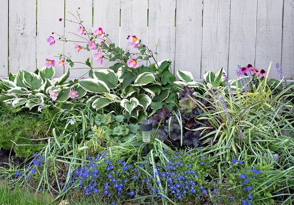 Fleurir le jardin avec les anémones du Japon - Elle Décoration