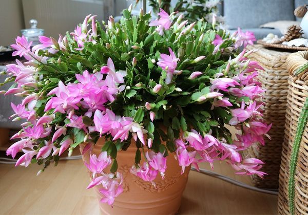 Cactus de Pâques artificiels avec Fleurs - Cactus de Noël Fleuris - Cactus  de Noël Cactus - Plante d
