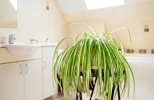 iStock-1287444815-Helin Loik-Tomson-1248
