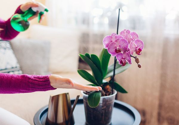 L'entretien des orchidées - France Bleu