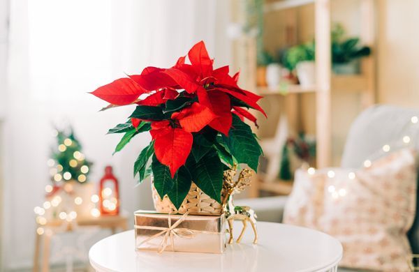 Lanternes de Noël : la touche finale de votre décoration de table