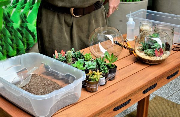 Créer un terrarium avec des succulentes