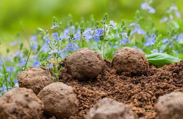 Fabriquer des bombes à graines pour reverdir son jardin : facile et utile !