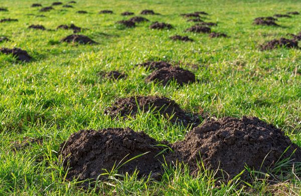 Comment se débarrasser des taupes dans le jardin ?