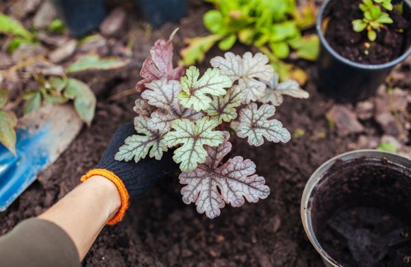 iStock-1427691823-Maryviolet-1248