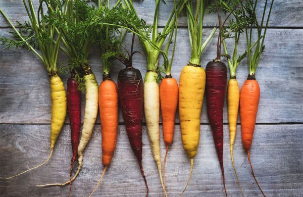 Comment Faire Pour Avoir De Belles Carottes