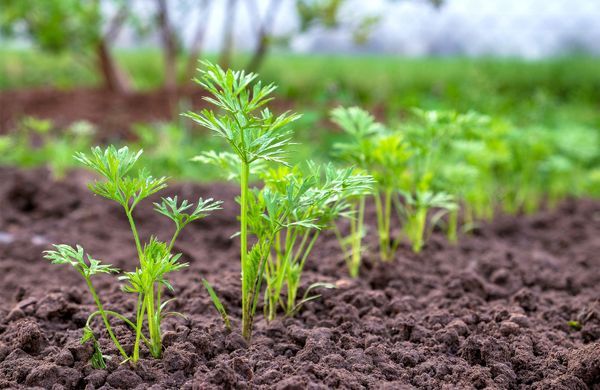Comment avoir de belles carottes au potager ? - Elle Décoration