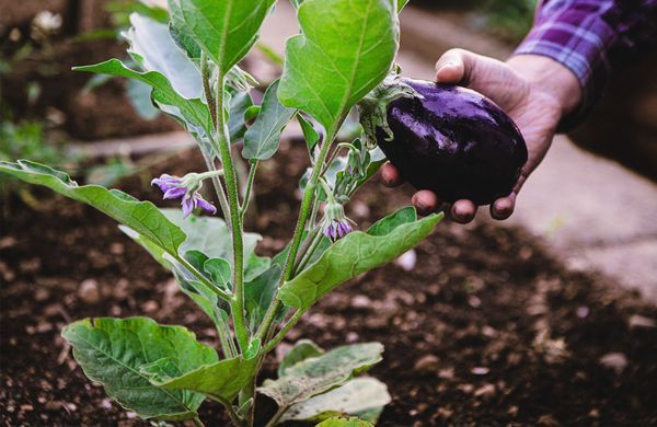 Comment avoir de belles aubergines dans son potager ? - Elle Décoration